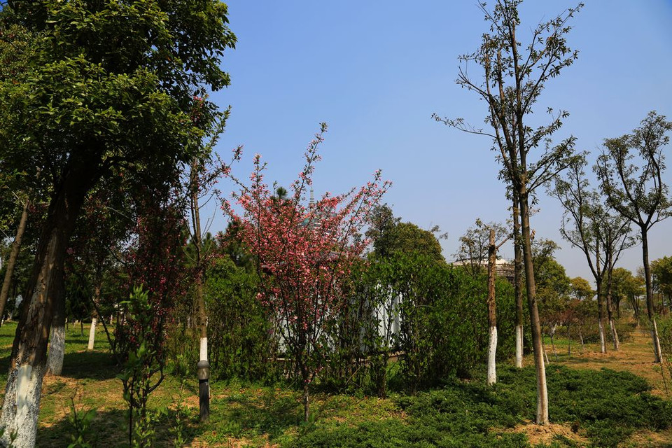 桐乡植物园扫描