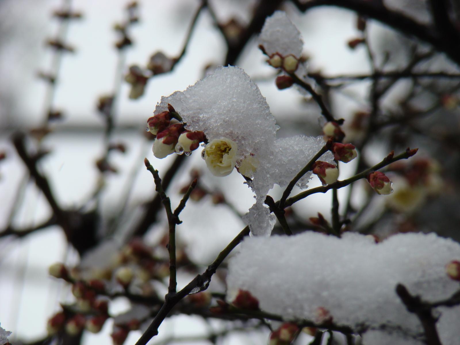三山雪梅月