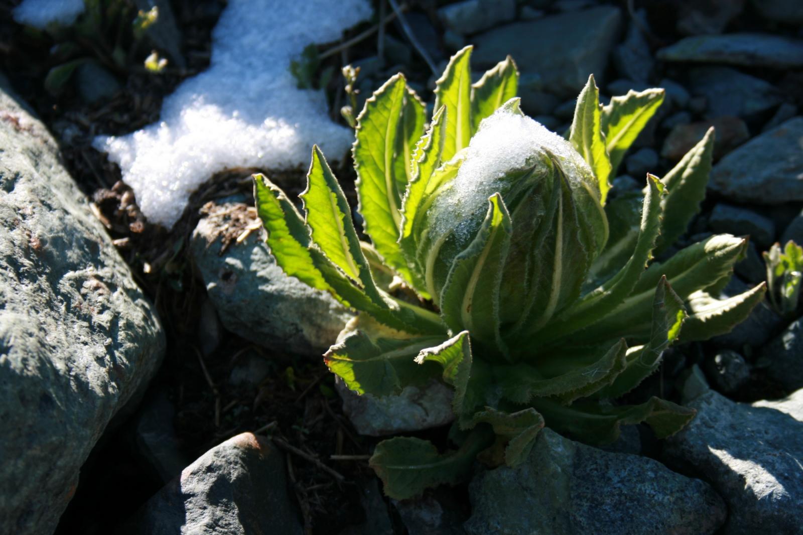 天山雪莲和莲子芯加枸杞可以一起泡水喝吗
