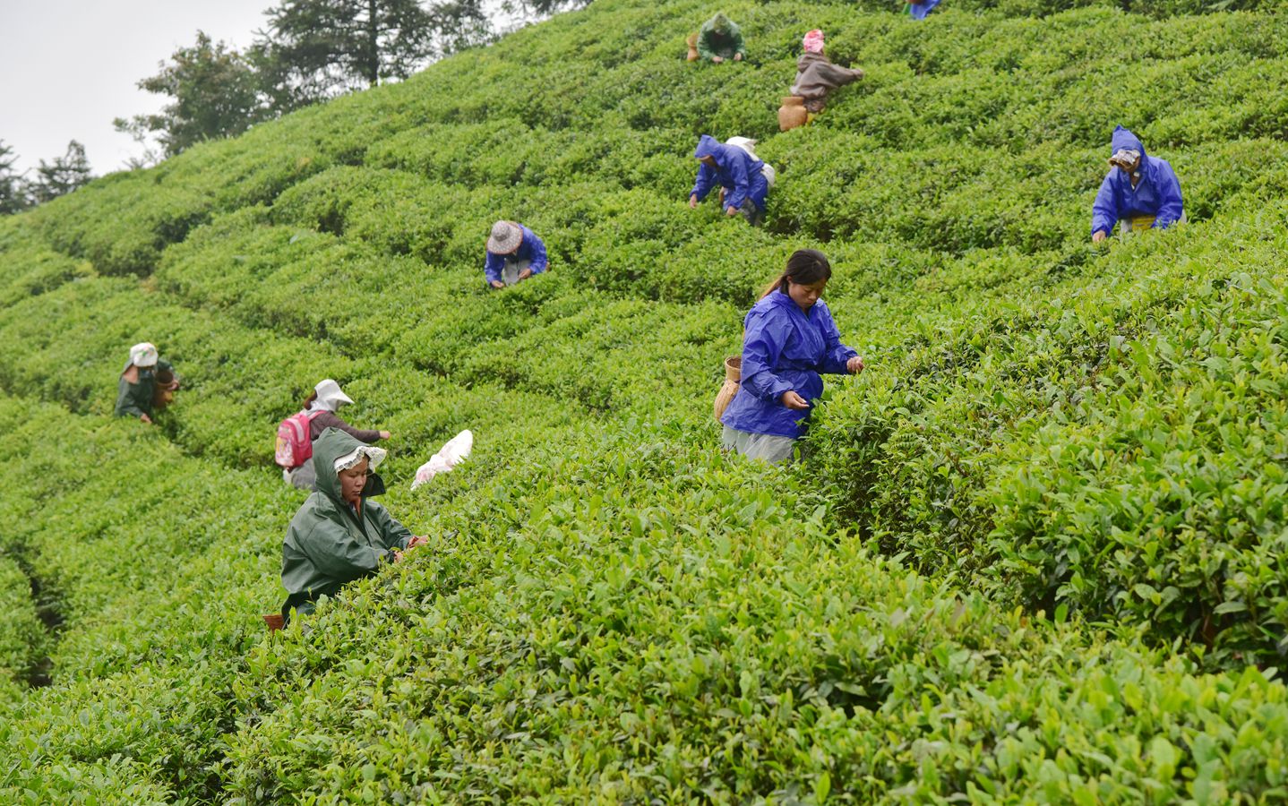 南昌县凤岗采茶剧团